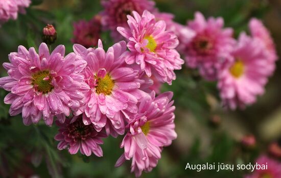 Chrizantema (Chrysanthemum) 'Izabel Rose'